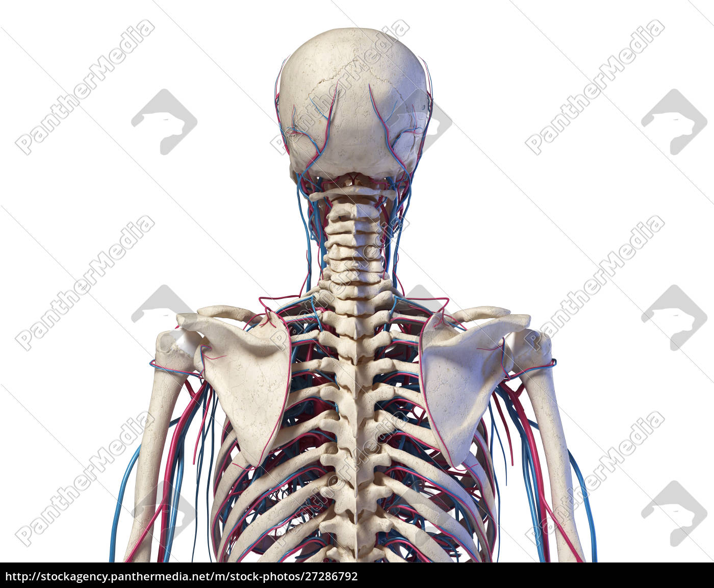 Anatomia Do Tronco Humano Esqueleto Veias E Stockphoto