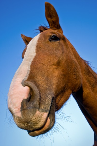 Retrato De Cavalo Da Frente Indo E Olhando Direto Para a Câmera Imagem de  Stock - Imagem de livre, cavalo: 227498407