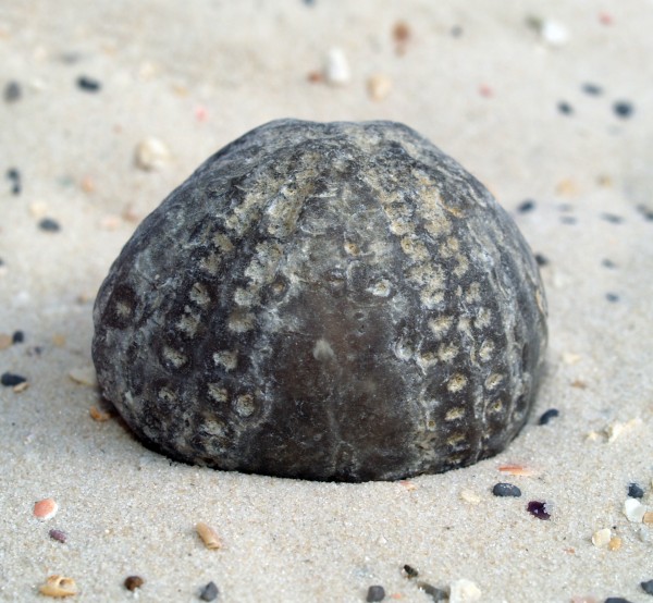 pedra starfish fossil agua salgada mar