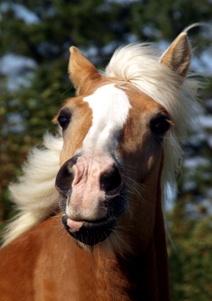perfil retrato cavalo garanhao eunuco penacho