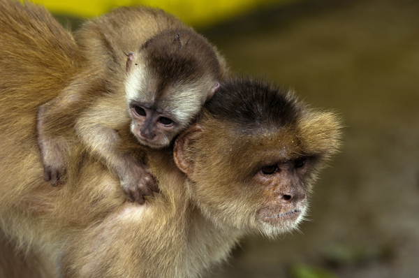 macaco com bebe