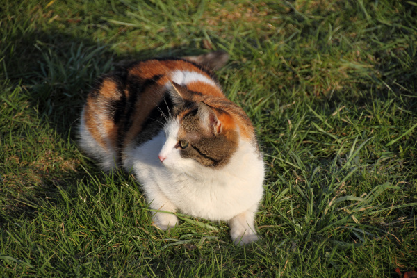 Gato Joga Basquete No Campo 3 Imagem de Stock - Imagem de prado, feriado:  177096899