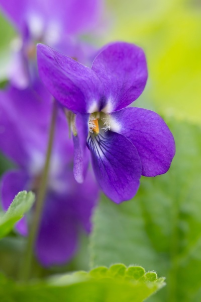 Violetas perfumadas Viola odorata Véus de março - Stockphoto #11118186 |  Banco de Imagens Panthermedia