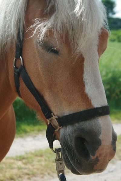 Cavalo rindo - Fotos de arquivo #11626049