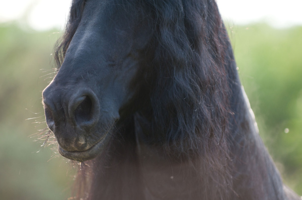 lazer passeio cavalo negro pele cavalo