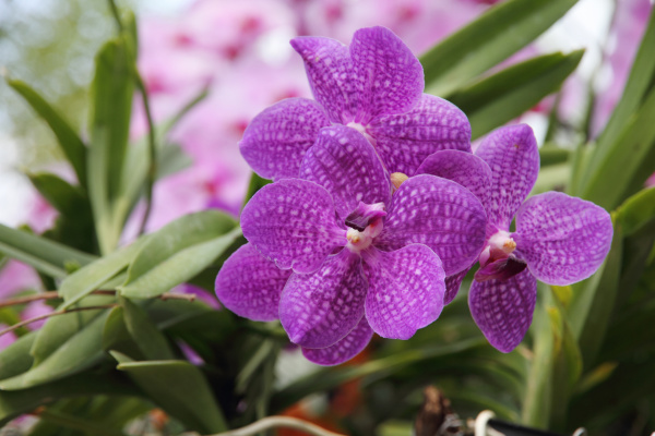 Flor de orquídea roxa florescendo Vanda coerulea - Fotos de arquivo  #14829319 | Banco de Imagens Panthermedia
