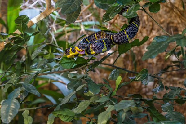 cobra arvore manguezais