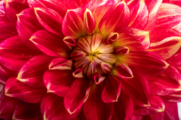 Flor dália vermelha isolada em fundo branco - Stockphoto #27013708 | Banco  de Imagens Panthermedia