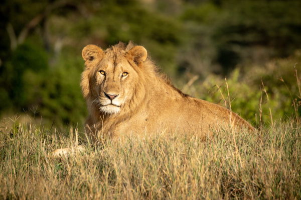 8.600+ Macho Leão Na Savana fotos de stock, imagens e fotos royalty-free -  iStock