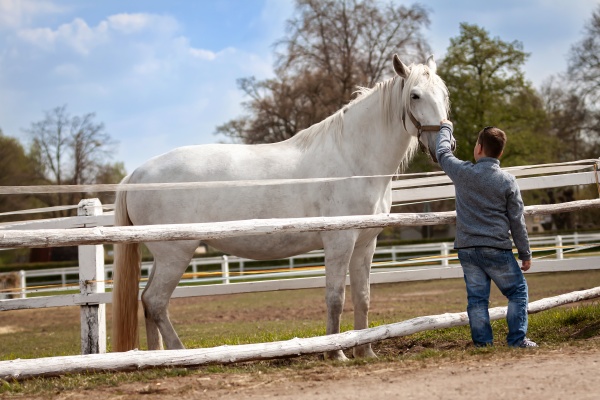 Cavalo Branco Na Frente De Você Que Olha a Você Foto de Stock - Imagem de  você, homem: 75585610