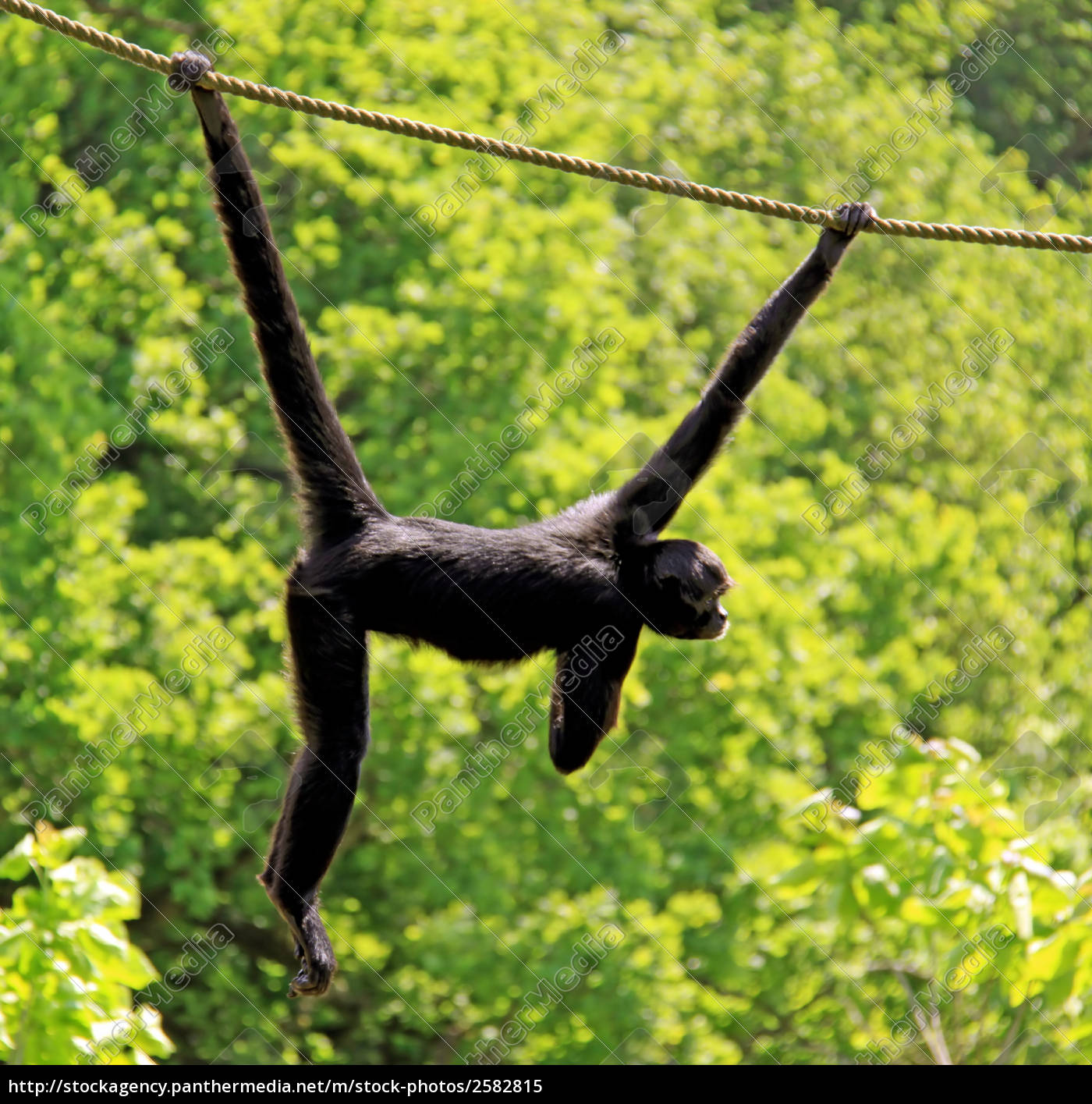 Macaco-aranha-da-colômbia
