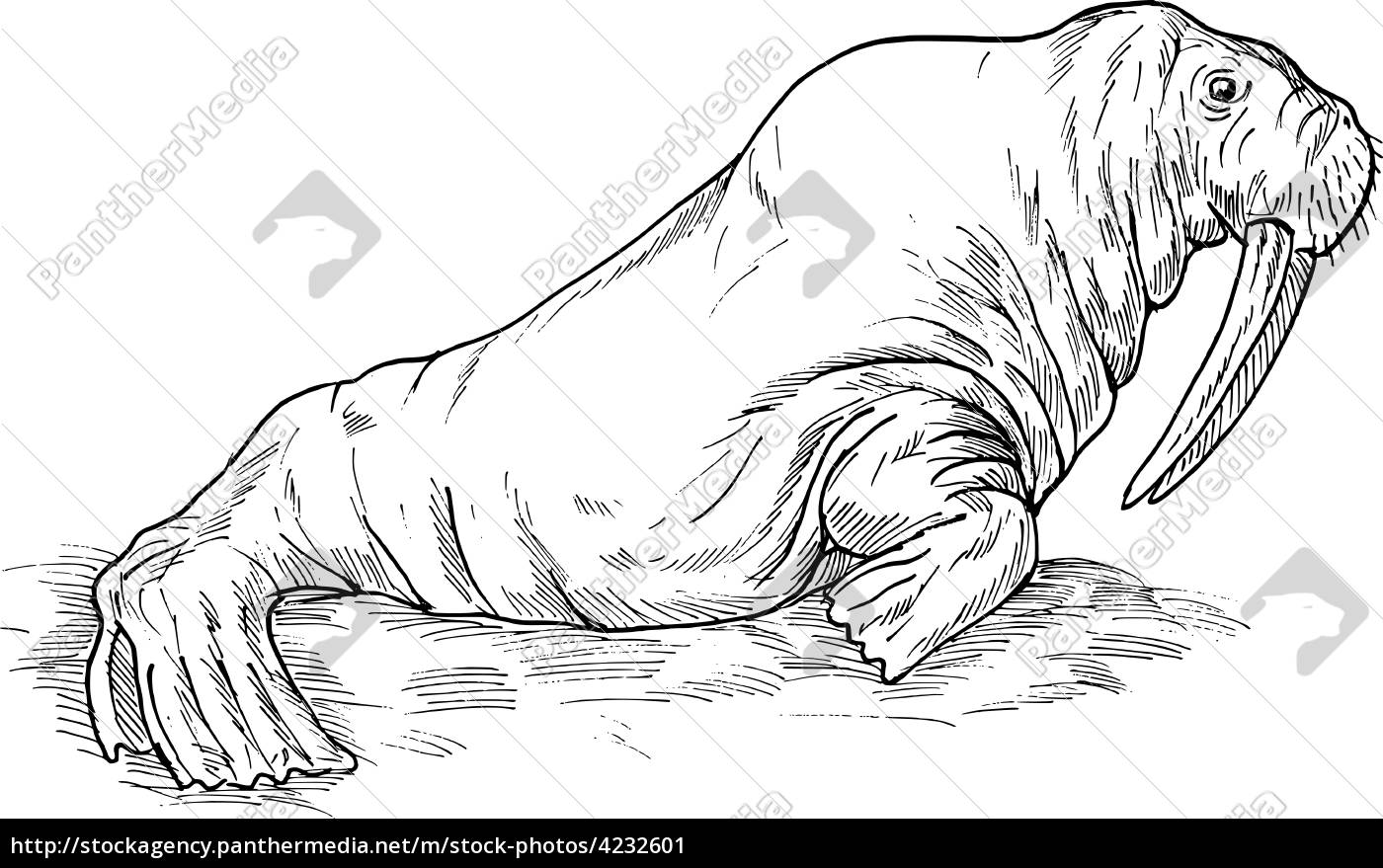 Animal da morsa ilustração stock. Ilustração de morsa - 55416429