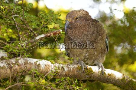 Papagaio de Kea foto de stock. Imagem de jogos, papagaio - 103429574