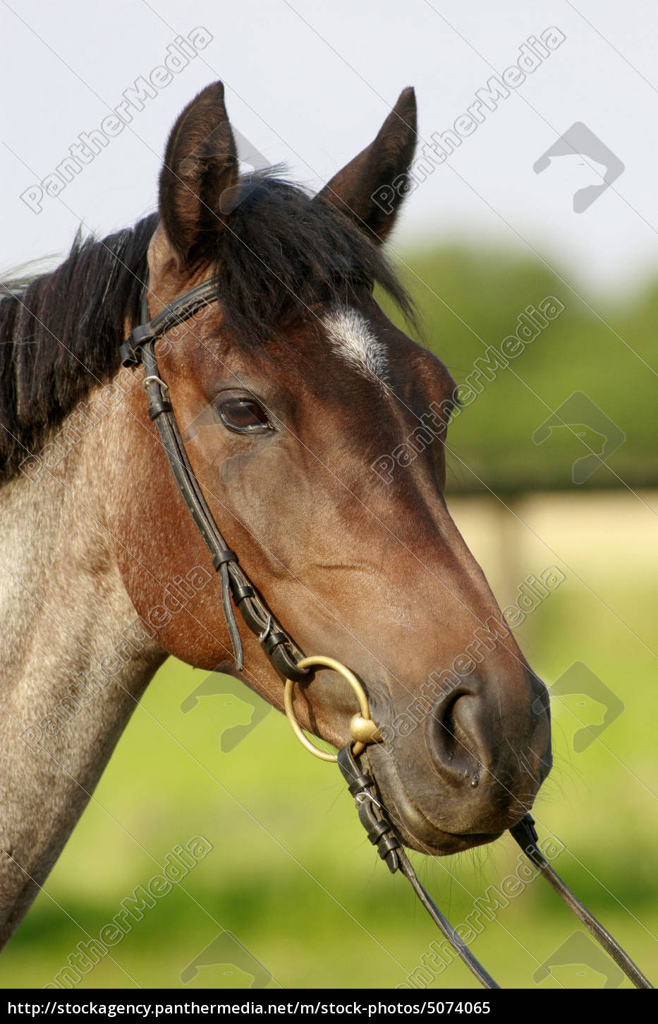 Foto de Frente Da Cabeça De Cavalo e mais fotos de stock de Cavalo