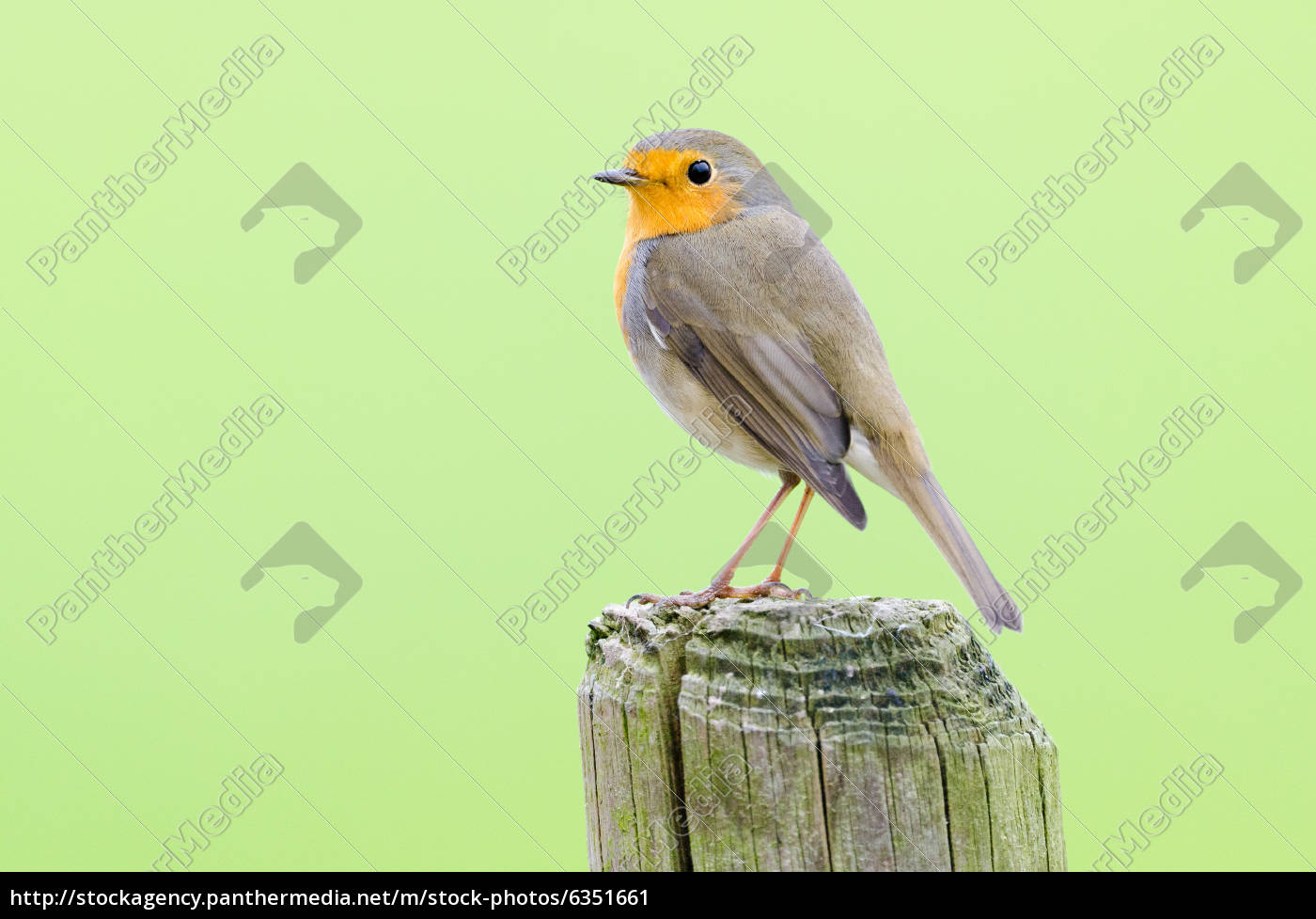 Robin Emperrado Contra Fundo Verde Imagem de Stock - Imagem de fundo,  passarinho: 221585261