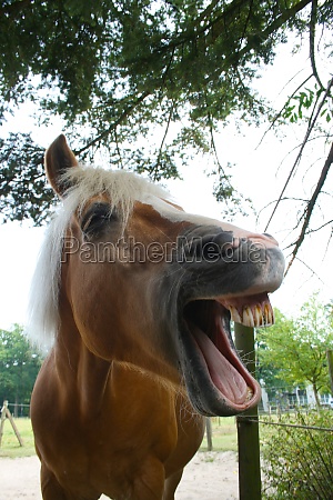 Rindo, cavalo jawning fotografia editorial. Imagem de caro - 96470167