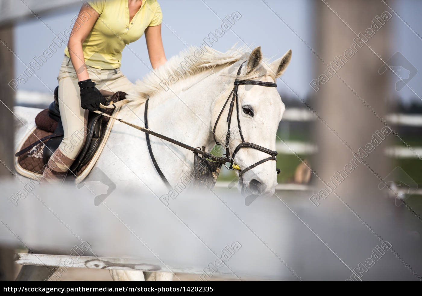 Jovem mostra pulando com cavalo - Fotos de arquivo #14202335