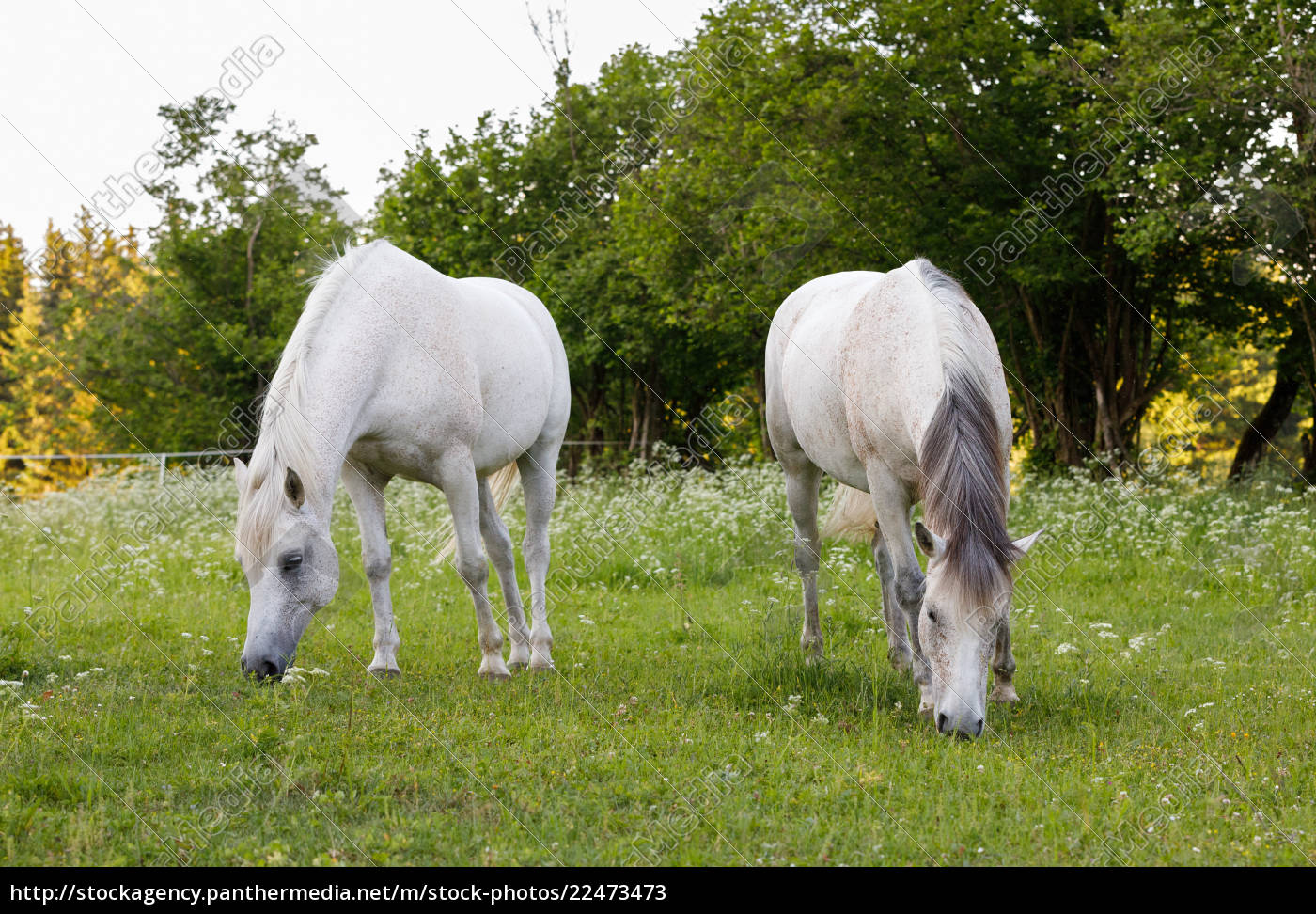 Cavalo Branco Olhando Para a Frente Entre Dois Cavalos Foto de