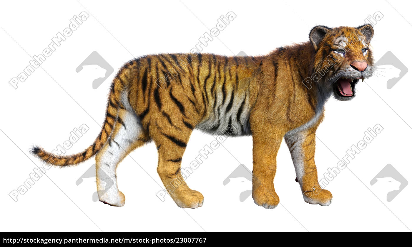 Renderização 3d De Um Grande Tigre De Gato Isolado No Fundo Branco