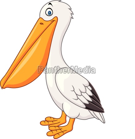 Pelicano de desenho animado isolado em fundo branco - Stockphoto #24870752  | Banco de Imagens Panthermedia