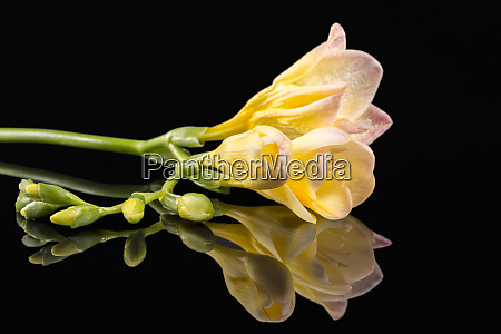 Flores de frésia amarela bonita isolada no fundo - Stockphoto #26352753 |  Banco de Imagens Panthermedia