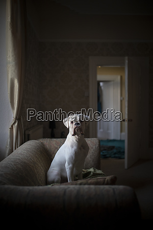 Foto de Closeup De Um Cachorro Boxer Branco e mais fotos de stock de  Amizade - Amizade, Animal, Animal de estimação - iStock