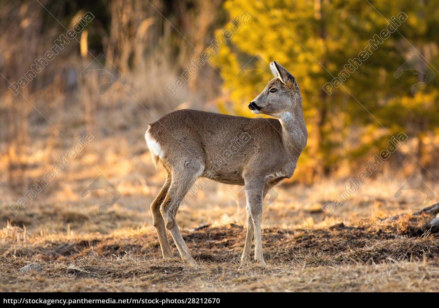 Corça na natureza selvagem em um campo