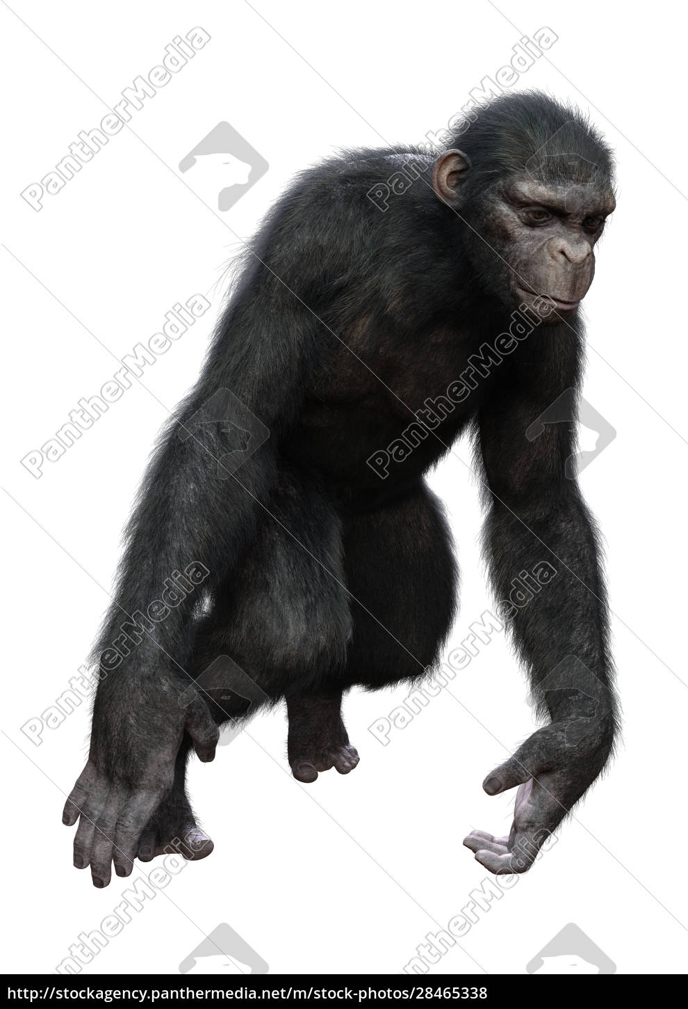 75.573 imagens, fotos stock, objetos 3D e vetores de Chimpanzé