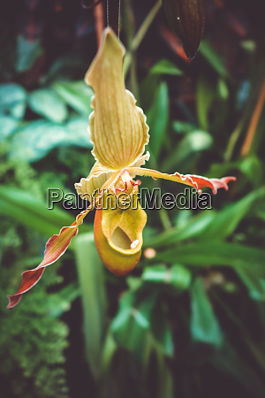 Orquídea phragmipedium grande visão de close-up - Fotos de arquivo  #28822411 | Banco de Imagens Panthermedia