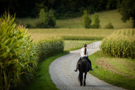 Desporto equestre de cavalos de adestramento Fotos de Stock, Desporto  equestre de cavalos de adestramento Imagens sem royalties